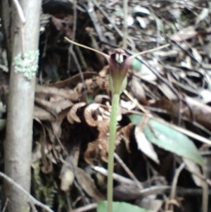 Pterostylis pedunculata at Paddys River, ACT - suppressed