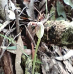 Pterostylis pedunculata at Paddys River, ACT - suppressed