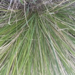 Poa labillardierei (Common Tussock Grass, River Tussock Grass) at Aranda Bushland - 3 Oct 2022 by lbradley