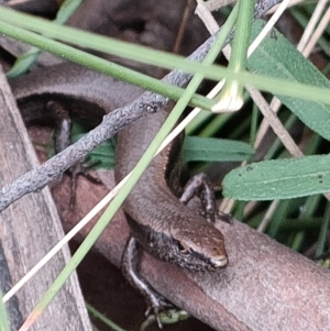 Lampropholis delicata at Paddys River, ACT - 3 Oct 2022