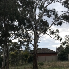 Eucalyptus globulus subsp. bicostata (Southern Blue Gum, Eurabbie) at Mount Majura - 28 Aug 2022 by Tapirlord