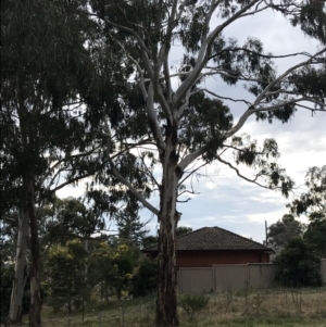 Eucalyptus globulus subsp. bicostata at Mount Majura - 28 Aug 2022 03:03 PM