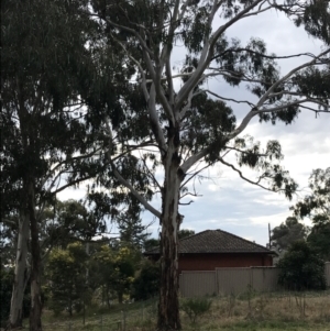 Eucalyptus globulus subsp. bicostata at Hackett, ACT - 28 Aug 2022