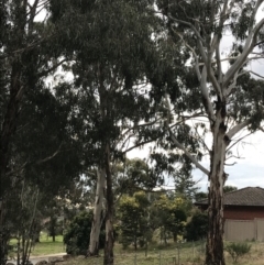 Eucalyptus globulus subsp. bicostata at Mount Majura - 28 Aug 2022 03:03 PM