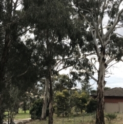 Eucalyptus globulus subsp. bicostata at Mount Majura - 28 Aug 2022