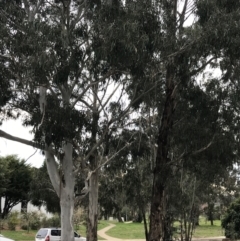 Eucalyptus globulus subsp. bicostata at Mount Majura - 28 Aug 2022