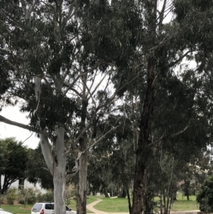 Eucalyptus globulus subsp. bicostata at Mount Majura - 28 Aug 2022 03:03 PM