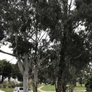 Eucalyptus globulus subsp. bicostata at Hackett, ACT - 28 Aug 2022