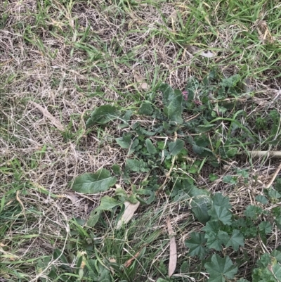 Hirschfeldia incana (Buchan Weed) at Hackett, ACT - 28 Aug 2022 by Tapirlord