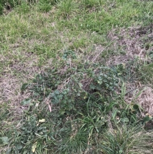 Malva neglecta at Hackett, ACT - 28 Aug 2022