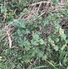 Malva neglecta at Hackett, ACT - 28 Aug 2022 03:03 PM