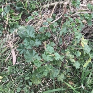 Malva neglecta at Hackett, ACT - 28 Aug 2022