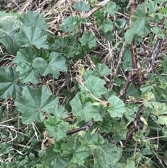 Malva neglecta at Hackett, ACT - 28 Aug 2022 03:03 PM