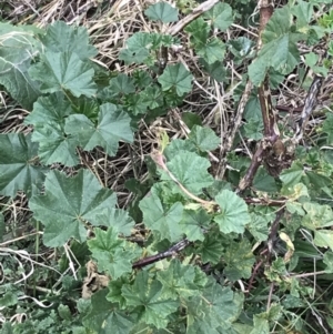 Malva neglecta at Hackett, ACT - 28 Aug 2022 03:03 PM