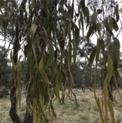 Amyema miquelii at Hackett, ACT - 28 Aug 2022