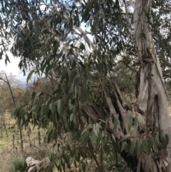 Eucalyptus pauciflora subsp. pauciflora (White Sally, Snow Gum) at Watson, ACT - 28 Aug 2022 by Tapirlord