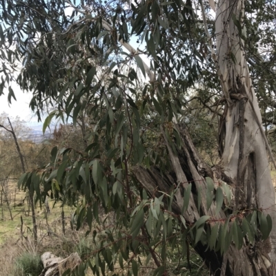 Eucalyptus pauciflora subsp. pauciflora (White Sally, Snow Gum) at Mount Majura - 28 Aug 2022 by Tapirlord