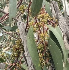 Eucalyptus pauciflora subsp. pauciflora at Watson, ACT - 28 Aug 2022