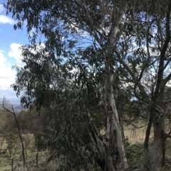 Eucalyptus pauciflora subsp. pauciflora at Mount Majura - 28 Aug 2022