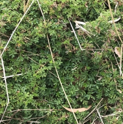 Acaena novae-zelandiae (Bidgee Widgee) at Mount Majura - 28 Aug 2022 by Tapirlord