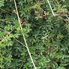 Acaena novae-zelandiae at Watson, ACT - 28 Aug 2022