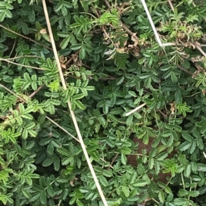 Acaena novae-zelandiae at Watson, ACT - 28 Aug 2022