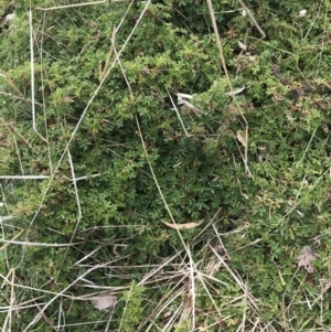 Acaena novae-zelandiae at Watson, ACT - 28 Aug 2022