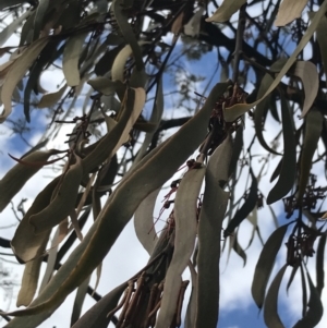 Amyema pendula subsp. pendula at Watson, ACT - 28 Aug 2022 02:07 PM