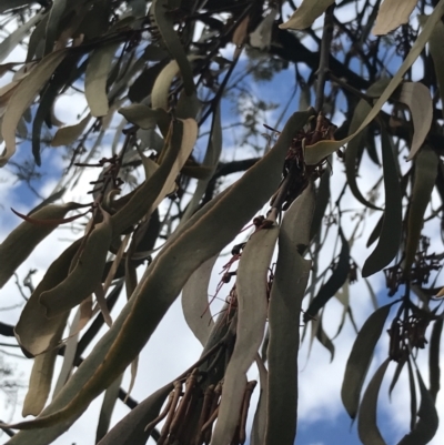 Amyema pendula subsp. pendula (Drooping Mistletoe) at Watson, ACT - 28 Aug 2022 by Tapirlord