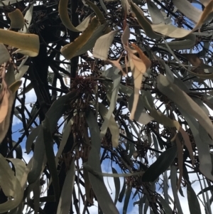 Amyema pendula subsp. pendula at Watson, ACT - 28 Aug 2022