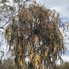 Amyema pendula subsp. pendula at Watson, ACT - 28 Aug 2022 02:07 PM