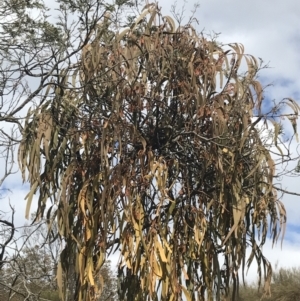 Amyema pendula subsp. pendula at Watson, ACT - 28 Aug 2022 02:07 PM