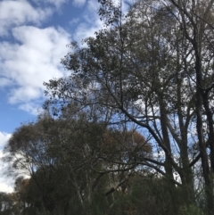 Brachychiton populneus subsp. populneus (Kurrajong) at Mount Majura - 28 Aug 2022 by Tapirlord