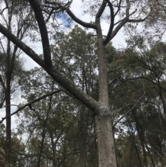 Brachychiton populneus subsp. populneus at Watson, ACT - 28 Aug 2022