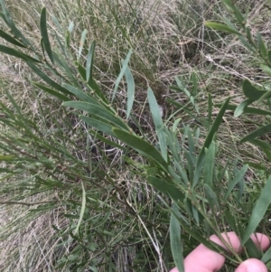 Daviesia mimosoides subsp. mimosoides at Watson, ACT - 28 Aug 2022