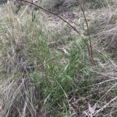 Daviesia mimosoides subsp. mimosoides at Watson, ACT - 28 Aug 2022