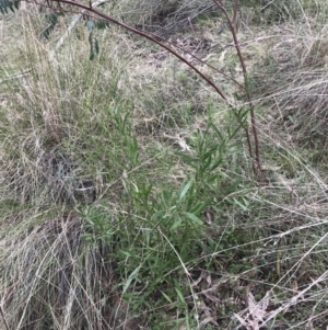 Daviesia mimosoides subsp. mimosoides at Watson, ACT - 28 Aug 2022