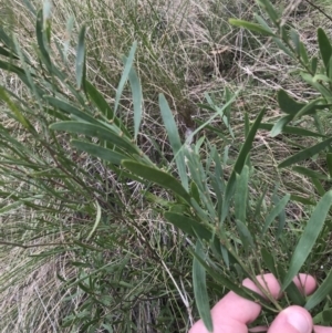 Daviesia mimosoides subsp. mimosoides at Watson, ACT - 28 Aug 2022