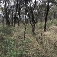 Rytidosperma pallidum (Red-anther Wallaby Grass) at Watson, ACT - 28 Aug 2022 by Tapirlord