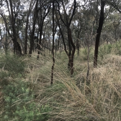 Rytidosperma pallidum (Red-anther Wallaby Grass) at Watson, ACT - 28 Aug 2022 by Tapirlord