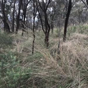 Rytidosperma pallidum at Watson, ACT - 28 Aug 2022