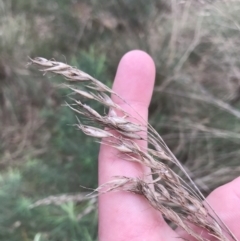 Rytidosperma pallidum at Watson, ACT - 28 Aug 2022 02:01 PM