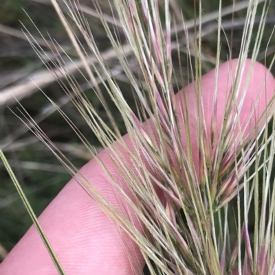 Austrostipa densiflora (Foxtail Speargrass) at Mount Majura - 28 Aug 2022 by Tapirlord