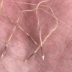 Austrostipa densiflora at Watson, ACT - 28 Aug 2022