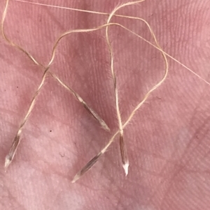 Austrostipa densiflora at Watson, ACT - 28 Aug 2022 02:00 PM