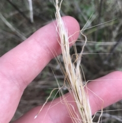 Austrostipa densiflora at Watson, ACT - 28 Aug 2022 02:00 PM