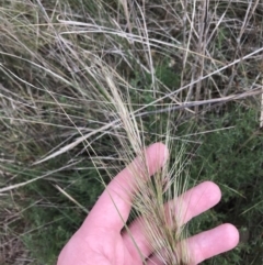 Austrostipa densiflora at Watson, ACT - 28 Aug 2022