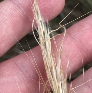 Austrostipa densiflora at Watson, ACT - 28 Aug 2022