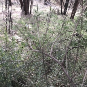 Clematis leptophylla at Watson, ACT - 28 Aug 2022