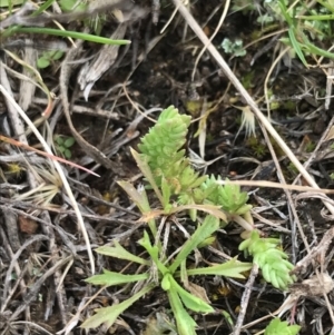 Crassula sieberiana at Watson, ACT - 28 Aug 2022 01:53 PM